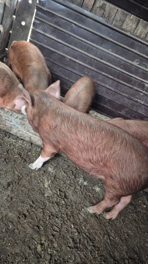 Porci si purcei de vanzare - imagine 4