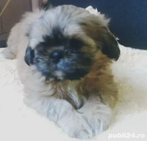 catei shitzu,asigur transport!