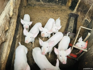 Purcei de vânzare  - imagine 2