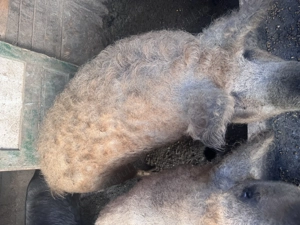 Porci Mangaliță și Bazna de Vânzare   Mari și Mici, - imagine 3