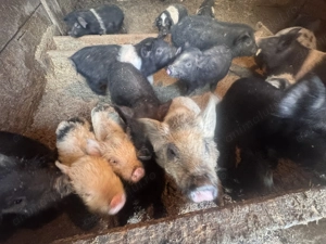 Porci Mangaliță și Bazna de Vânzare   Mari și Mici, - imagine 2