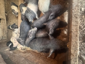 Porci Mangaliță și Bazna de Vânzare   Mari și Mici,