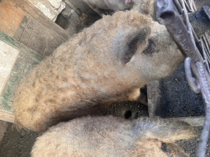Porci Mangaliță și Bazna de Vânzare   Mari și Mici, - imagine 4