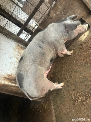 Porc de carne  - imagine 3