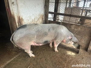 Porc de carne  - imagine 2