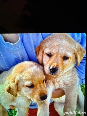   Un cadou minunat de sarbatori!!!  