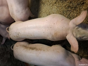 Porci pentru sarbatori 