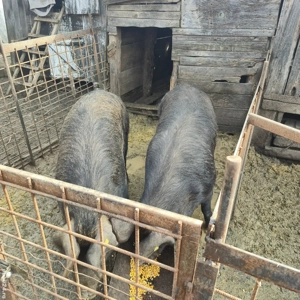 Vand porci craciun - imagine 4