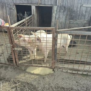 Vand porci craciun - imagine 3