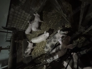 Purcei de 10 săptămâni 