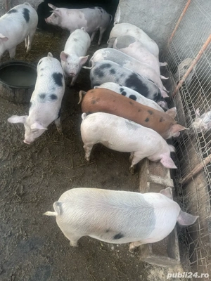 purcei de vanzare - imagine 4