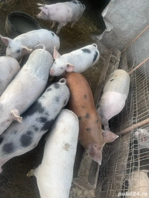 purcei de vanzare - imagine 3