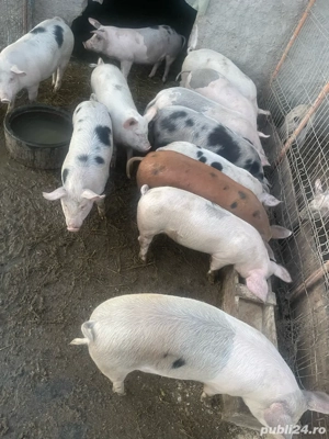 purcei de vanzare - imagine 2