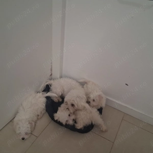 Catelusi jucausi  - imagine 3