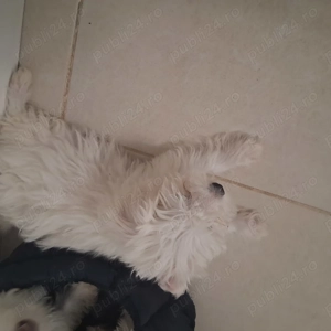 Catelusi jucausi  - imagine 4