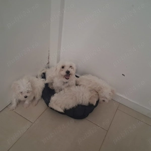 Catelusi jucausi  - imagine 2