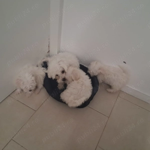 Catelusi jucausi  - imagine 5