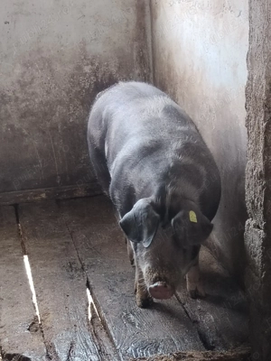 Vand un porc in jur de 120 kg