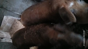 De vanzare porci de carne 