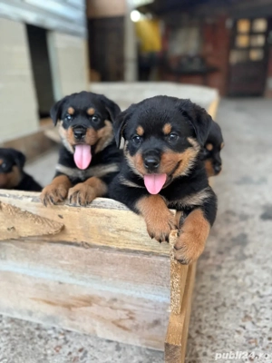 Vand pui Rottwailer - imagine 2