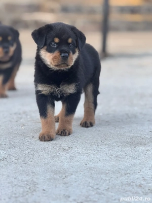 Vand pui Rottwailer - imagine 3