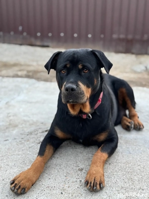 Vand pui Rottwailer - imagine 4