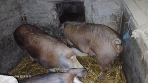 De vanzare porci de carne  - imagine 2