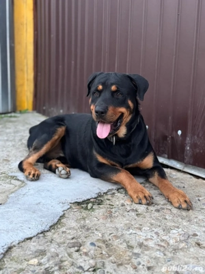 Vand pui Rottwailer - imagine 5