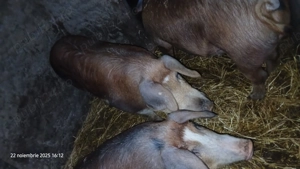 De vanzare porci de carne  - imagine 3