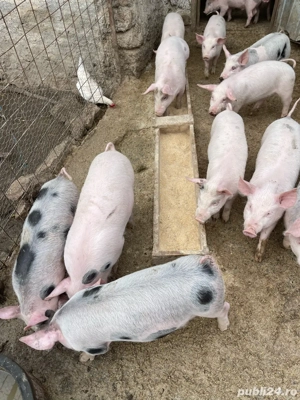 purcei de vanzare - imagine 3