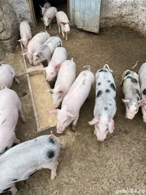 purcei de vanzare - imagine 4