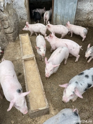 purcei de vanzare - imagine 5