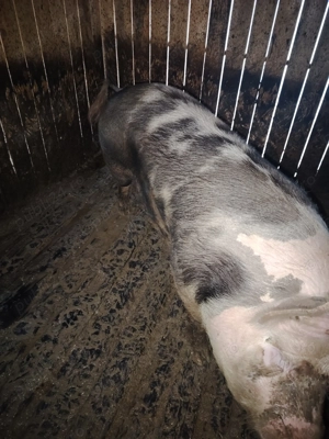 Porci marele alb de vanzare - imagine 3