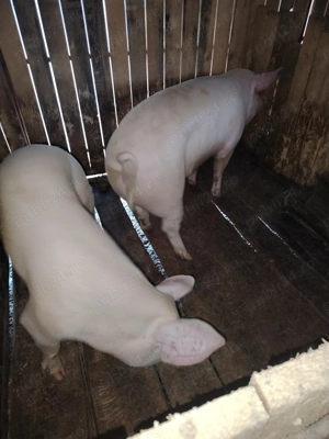 Porci marele alb de vanzare - imagine 2