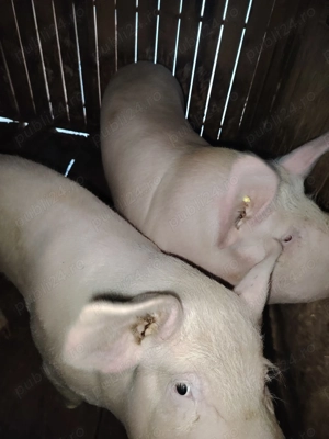 Porci marele alb de vanzare - imagine 4