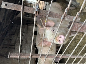 Vând porci - imagine 2