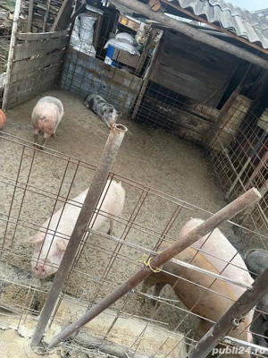 Porci de vânzare - imagine 4