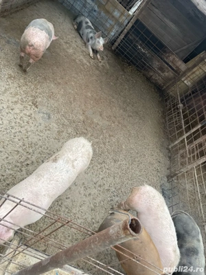 Porci de vânzare - imagine 2