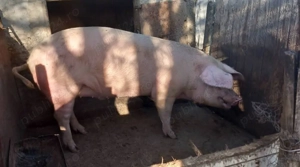 Porc pentru sacrificare 