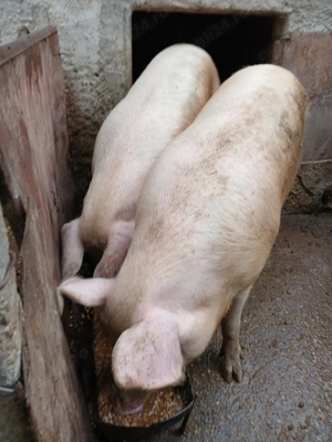 Porc pentru sacrificare  - imagine 2