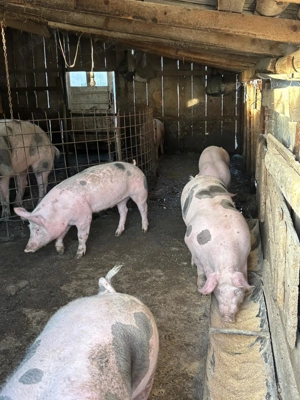 Vand porci de carne - imagine 2