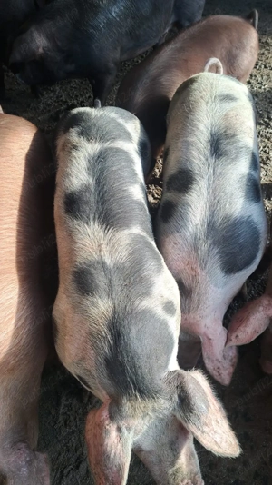 Porci de vanzare - imagine 4