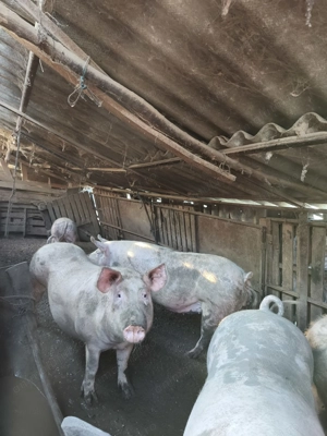 Porc de vanzare - imagine 3