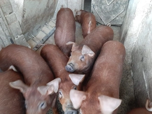 Porci de vanzare - imagine 3