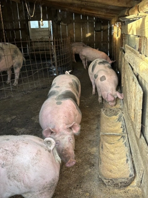 Vand porci de carne - imagine 3