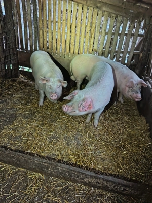 Vand porci pentru Crăciun! 