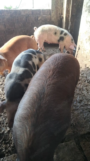 Șoldani, porci de tăiat, mangaliță de vânzare