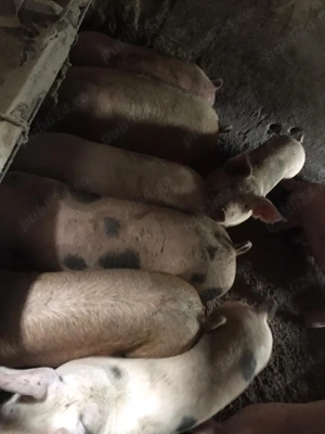 Șoldani, porci de tăiat, mangaliță de vânzare - imagine 3