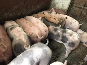 Porci de vanzare - imagine 2