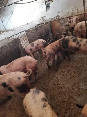 Șoldani, porci de tăiat, mangaliță de vânzare - imagine 2